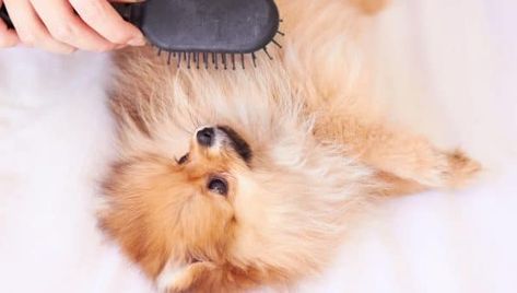 The Top 5 Maltese Haircut Styles | The Dog People by Rover.com Puppy Cut, Best Brushes, Dog Shedding, Dog Shower, Healthy Pets, Dog People, Grooming Tools, Soft Bristle Brush, Bichon Frise