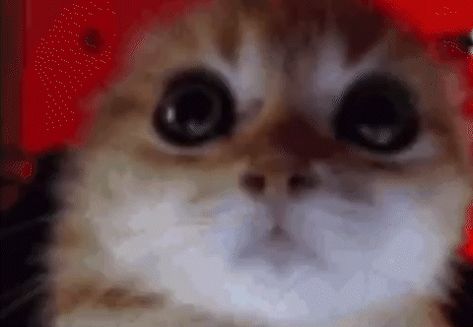 Angry Cat Gif, Cat Captions, Funny Looking Cats, Silly Cats Pictures, Angry Cat, Silly Animals, Funny Cute Cats, Silly Cats, Pretty Cats