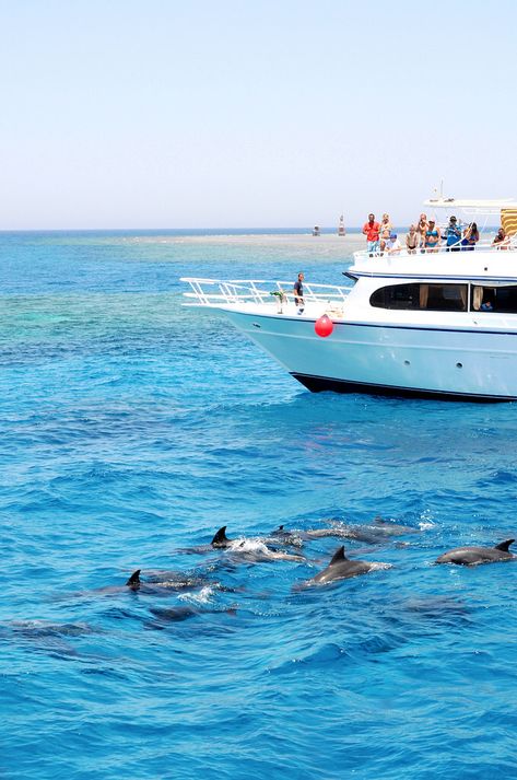 Dolphin Safari, Hurghada, Egypt Hurghada Egypt Beach, Dahab Egypt, Egypt Hurghada, Hurghada Egypt, Egypt Aesthetic, شرم الشيخ, Visit Egypt, Valley Of The Kings, Sharm El Sheikh