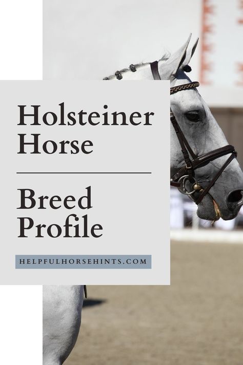 Holsteiners are horses with history! While not as commonly owned or well-known here in the US as other breeds, this beautiful breed is a classy mount, with a flair for eventing, especially. Holsteins are noted for their power and elegance. With a graceful confirmation, Holsteiner horses are built for elegant carriage and flashy moves. #breed #profile #breedinfo #history #height #holsteiner #helpfulhorsehints Holsteiner Horse, Horse Information, Equestrian Events, Sport Horse, Clydesdale, Show Jumping, Horse Breeds, Thoroughbred, Ponies