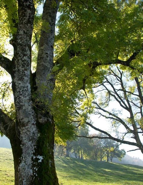 Ash Tree Aesthetic, Green Ash Tree, Espalier Fruit Trees, Prune Fruit, Queen Mary University, Living Fence, Selective Breeding, Ash Tree, Green Ash