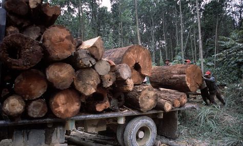 Illegal logging  Riau, Sumatra Illegal Logging, Replant, European Union, Step Up, Wood