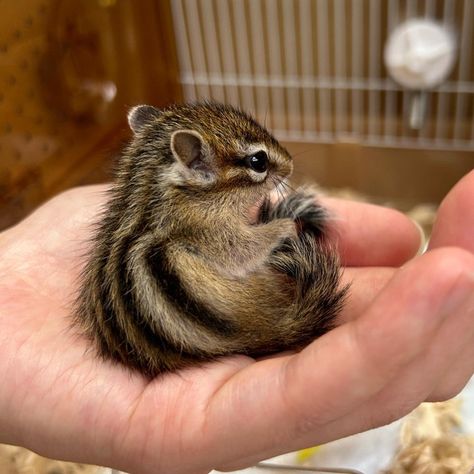 Chipmunk Aesthetic, Pet Chipmunk, Baby Chipmunk, Cute Hamsters, Chipmunks, Adorable Animals, Strawberry Shortcake, Card Game, Cute Animals