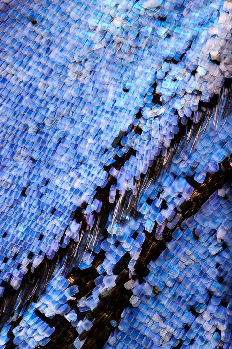 Extreme Macro - Butterfly Wings By Chris Perani | Light Stalking Extreme Macro Photography, Photo Papillon, Macro Photography Insects, Macro Photography Tips, Photo Macro, Photography Macro, Multi Colored Hair, Extreme Close Up, Colossal Art