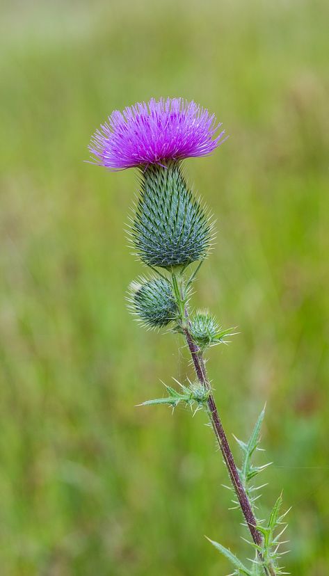 Bull Thistle, Arizona Plants, Thistle Plant, Flowering Bushes, Blue And Purple Flowers, Thistle Flower, Flower Blanket, Natural Forms, Birthday Flowers