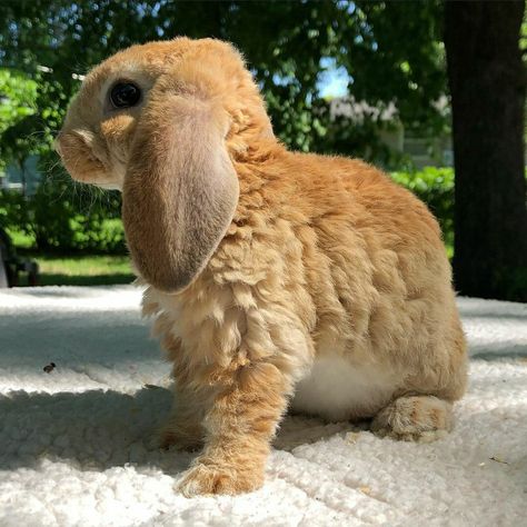 Plush Lop Rabbit, Mini Plush Lop Bunny, Bunny Breeds, Lop Bunny, Rabbit Ideas, Pet Bunny Rabbits, Bunny Images, Mini Lop, Cute Bunny Pictures