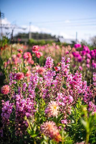 Our Favorite Filler Flowers for Fantastic Bouquets - Triple Wren Farms Filler Flowers For Arrangements, Focal Flowers, Dahlia Flower Garden, Growing Cut Flowers, Flowers To Grow, Fall Color Schemes, Flower Farming, Cut Flower Farm, Filler Flowers