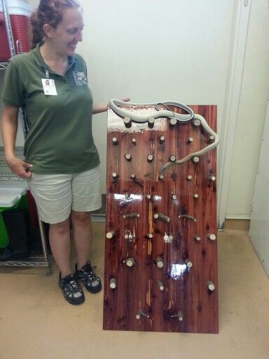 This is TOO cool. Our snakes would love this and such a great tool to show off their climbing ability, muscular skills. Cute Snakes, Snakes With Hats, Best Small Pets, Snake Cages, Diy Reptile, Big Tortoise, Snake Terrarium, Pet Snakes, Snake Enclosure