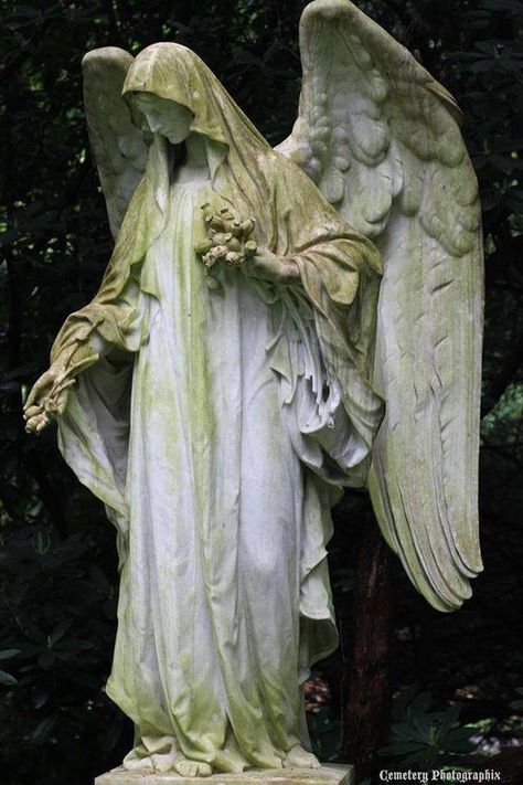 Cemetery angel Cemetery Angels, Cemetery Statues, Weeping Angel, Angel Statue, Výtvarné Reference, Angel Sculpture, Old Cemeteries, Cemetery Art, Ange Demon