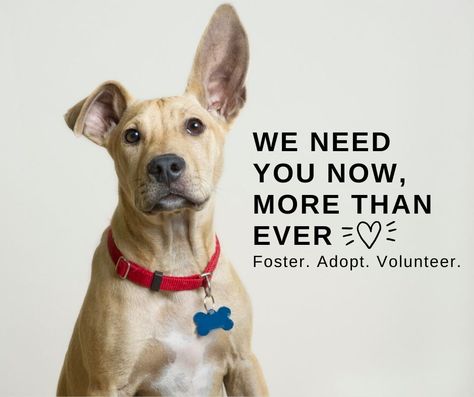 Dog Adoption Quotes, National Volunteer Week, Pet Advertising, Adoption Quotes, Pet Organization, Senior Dogs, Animal Companions, Cat Shelter, Senior Dog