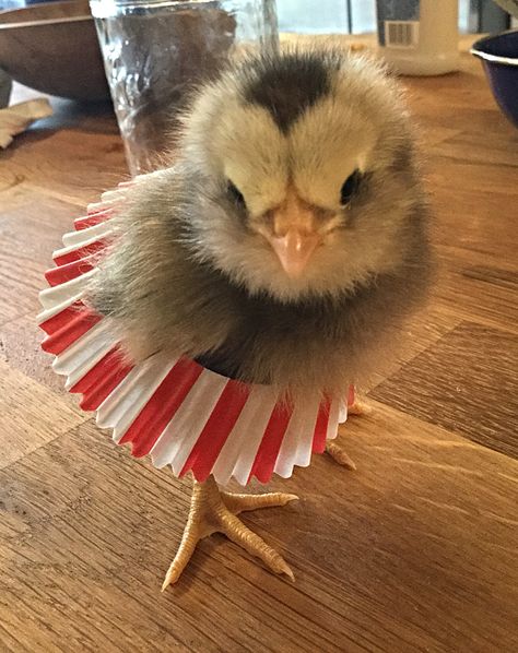 Chicken Costumes For Chickens, Chicken Tutu, Barnyard Chickens, Chicken Icon, Chicken Costumes, Cute Lizard, Farm Living, Spring Chicken, Cupcake Dress