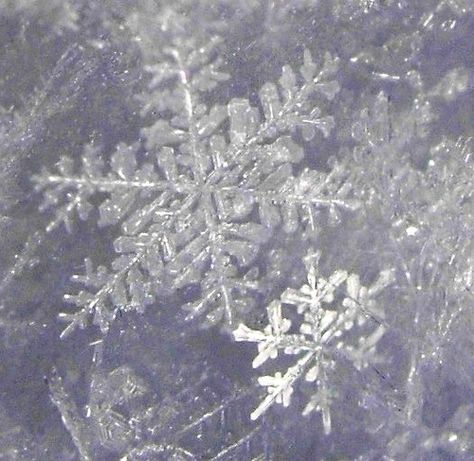 Did you know that a self-educated #Vermont farmer, in a small rural town (named Jericho) very similar to our Carol Falls, discovered that no two snowflakes are alike? Wilson A. Bentley (1865-1931) became the first person to photograph a single snow crystal, more commonly called snowflakes, in 1885. A FROST FAMILY #CHRISTMAS adopted a #snowflake as the unofficial emblem for our #holiday #book series. Winter Princess, Pixie Hollow, Snow Princess, Snow Crystal, Winter Fairy, Snow Flakes, Ice Princess, Snow Angels, Winter Beauty