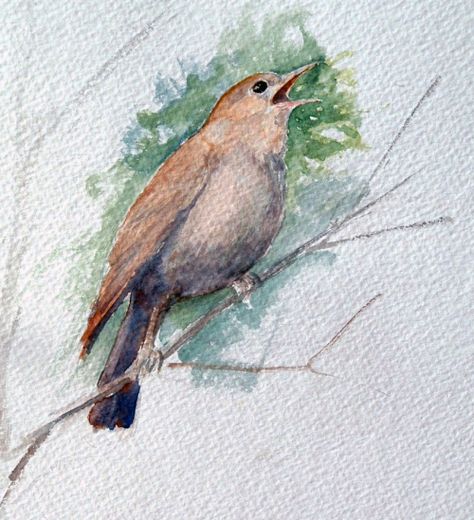 Nightingale singing Nightingale Painting, Nightingale Drawing, Characters Prompts, Soul Work, Tumblr Drawings, Animal Spirit Guides, Cap Ideas, Country Paintings, Cute N Country