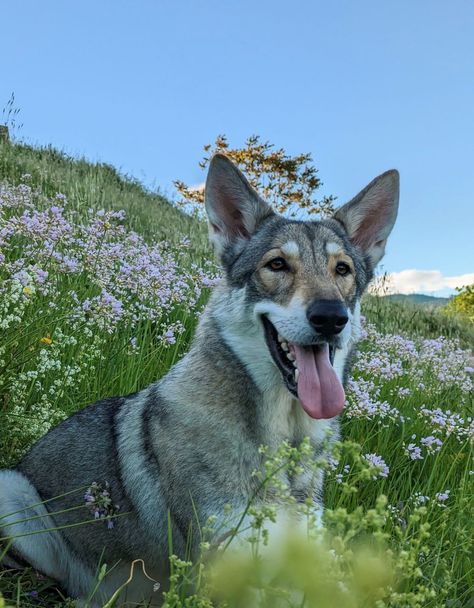 Czechoslovakian Vlcak, Saarloos Wolfdog, Dog Therian, Tamaskan Dog, Czechoslovakian Wolfdog, Maremma Sheepdog, Funny Looking Cats, Types Of Dogs, Wolf Dog