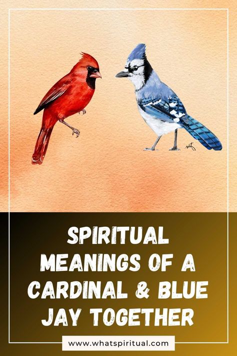 10 Spiritual Meanings of Seeing a Cardinal & Blue Jay Together 2 Blue Jay Cardinal Tattoo, Blue Jay Spiritual Meaning, Blue Jay And Cardinal Tattoo, Cardinal And Blue Jay Tattoo, Blue Jay Meaning, Hummingbird Spiritual Meaning, Blue Jay Tattoo, Meaning Of Blue, Cardinal Tattoos