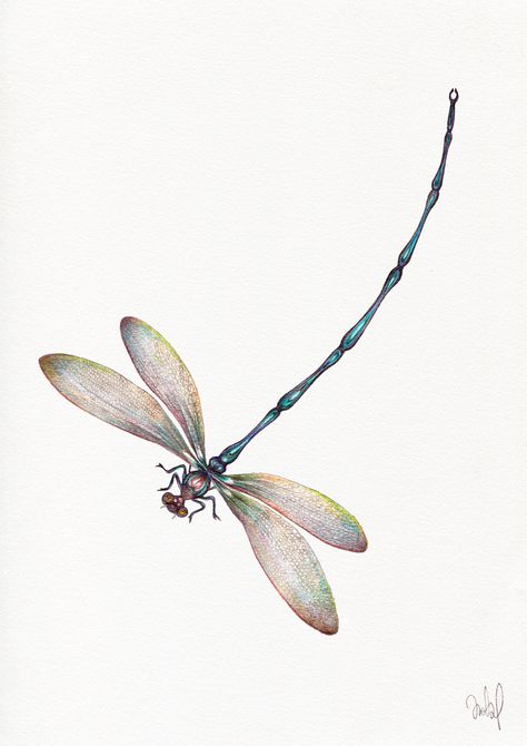 Scientific Bug Illustration, Dragonfly Sketch, Tiny Drawings, Animal Journal, Tatuaje Trash Polka, Dragonfly Tattoos, Dragonfly Clipart, Dragonfly Illustration, Inspo Tattoo