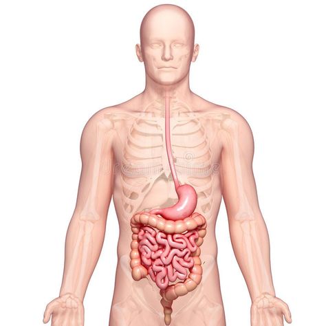 Stomach Diagram, Abdominal Anatomy, Stomach Anatomy, Intestines Anatomy, Human Stomach, Human Anatomy Picture, Anatomy Of Human, Digestive System Anatomy, Abdominal Aorta