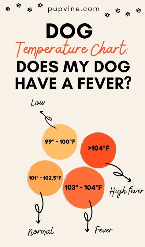 Is your dog feeling sick? Learn how to measure and maintain your dog's body temperature by using this dog temperature chart. Dog Temperature, Temperature Chart, High Fever, Feeling Sick, Poodle Dog, How To Measure, Body Temperature, Outdoor Dog, Dog Health