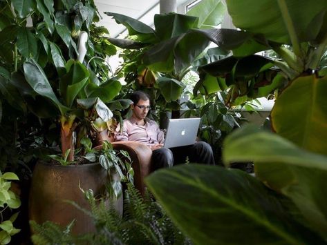 Google's Zurich office has a jungle-themed meeting room Evolution Design, Google Office, Green Office, Massage Room, Cool Office, Workplace Design, Different Plants, Work Environment, Office Inspiration