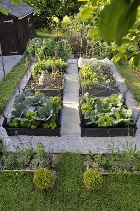 Raised bed idea with clean spacing and dark hardscape. Transitional opening from lawn to garden- gardenista.com Plants Growing, Potager Garden, Garden Types, Cottage Gardens, Veg Garden, Have Inspiration, The Secret Garden, Vegetable Garden Design, Community Gardening