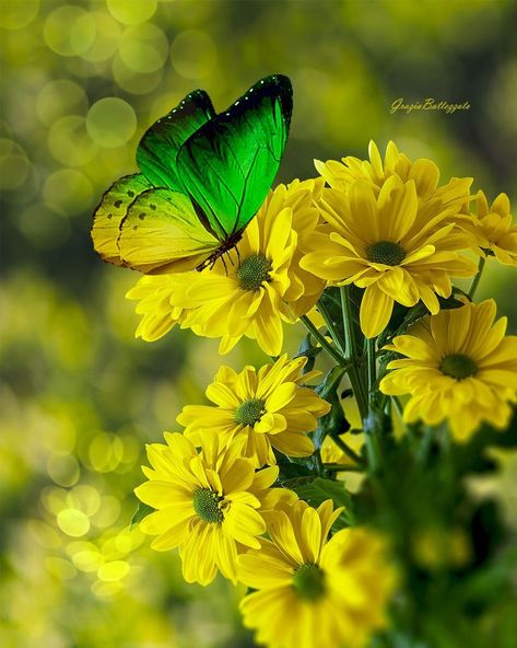 Grazia Battezzato on Instagram: “#raw_flowers #ok_myflowers #alluring_flowers #bestflowerspics #loves_flowers #be_one_flowers #flowers_super_pics #floral_shots…” Science Moodboard, Wild Flower, Moth, Beautiful Pictures, Wild Flowers, Science, Tattoos, Flowers, Floral