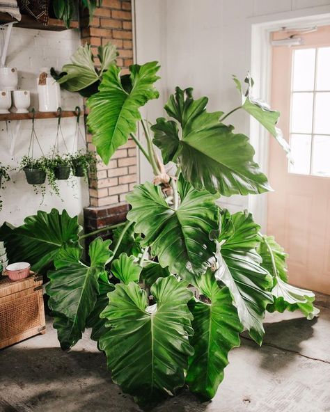 Coffee Grounds For Plants, Philodendron Giganteum, Plants Are Friends, Plant Diseases, Interior Plants, Hydroponic Gardening, Spider Plants, Low Maintenance Plants, Foliage Plants