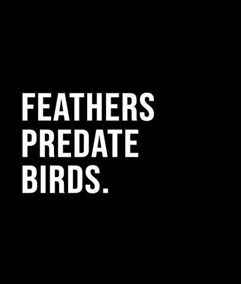 Feathers predate birds. - A short quote or saying in bold black and white style Short Quote, Black And White Style, Bold Black, Short Quotes, White Style, Best Quotes, Feathers, Birds, Black And White