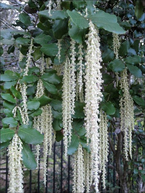 Garrya Elliptica, Rectangle Garden Design, Chain Link Fence Privacy, Inspiring Gardens, Pnw Garden, Overcast Weather, Landscape Engineer, Yard Makeover, Dream Plants