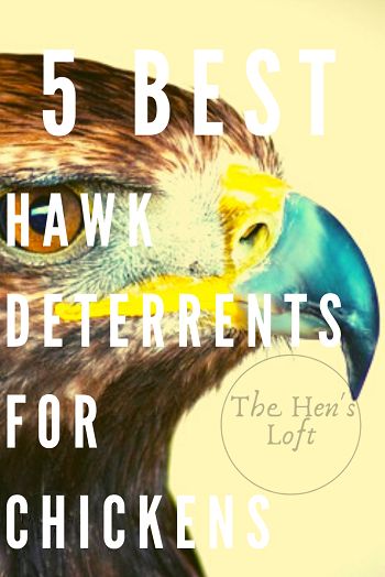 5 Best Hawk Deterrents for Chickens. Need to protect your chickens from predators? Hawks are a reality many of us face. Here's what you need to provide shelter and protections from all predators including hawks. #chickens #backyardchickens #raisingchickens #thehensloft Keeping Chickens Safe From Predators, Hawk Proof Chicken Run, Hawk Deterrent Backyard Chickens, Chicken Shelter Ideas, Backyard Chickens Diy, Chicken Shelter, Chicken Facts, Farm Diy, Backyard Animals