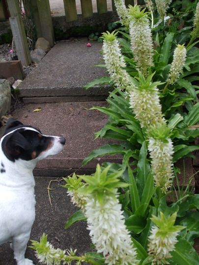 autumn bulbs : Summer 09 - Pineapple Lillies Pineapple Lilly, Gardening Photos, Garden Picture, Garden Pictures, Garden Photos, Yard Ideas, Little Dogs, A Garden, View Photos