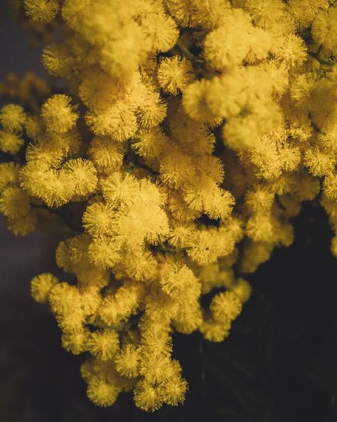 I discovered from our local florist @bulbco that gifting Mimosa on International Women’s Day is a traditional symbol of strength & solidarity amongst women and it’s bright yellow colour and floral scent is sure to uplift your mood and calm the soul. The Mimosa flower is viewed as a reflection of the feminine world with it soft clouds of yellow which may look delicate but it’s actually very strong, able to grow and thrive in challenging environments. It seems the tradition of giving Mimos... Mimosa Flower Photography, Soft Clouds, Mimosa Flower, Symbol Of Strength, Symbols Of Strength, International Women’s Day, Yellow Colour, Local Florist, Woman’s Day