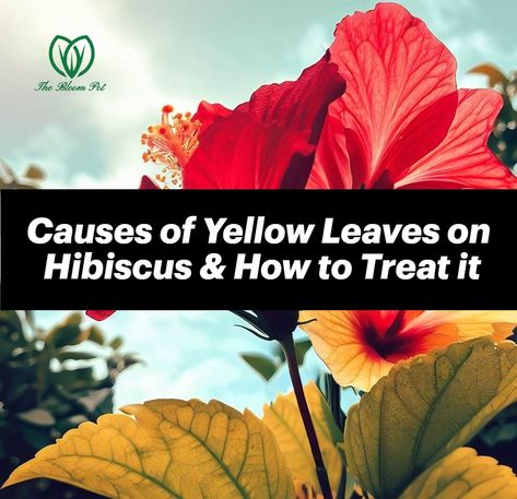 Causes of yellow leaves on a hibiscus and how to treat them Hibiscus Leaves Turning Yellow, Hibiscus Bush, Plant Leaves Turning Yellow, Hibiscus Leaves, Yellow Hibiscus, Hibiscus Plant, Bonsai Trees, Yellow Leaves, Black Spot