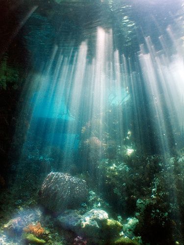 Lovina Bali, Konst Designs, Underwater Scene, Raja Ampat, Mermaid Aesthetic, Palau, Foto Inspiration, Underwater World, Ocean Life