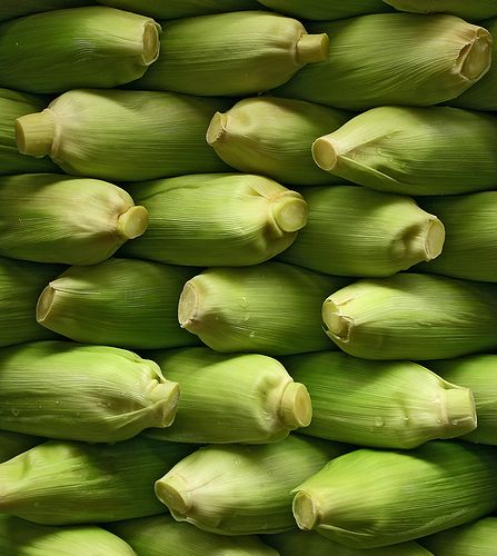 corn Corn On The Cob, Green Collection, Simple Green, Green Nature, Fruit And Veg, Fresh Produce, Green Aesthetic, Color Of Life, Moss Green