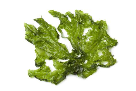 Leaf of Sea lettuce. On white background #Sponsored , #PAID, #Sponsored, #Sea, #white, #lettuce, #Leaf Sea Lettuce, Food Engineering, Edible Seaweed, Rice Plant, Sea Vegetables, Healthy Lawn, Green Algae, Lettuce Leaves, Local Farm