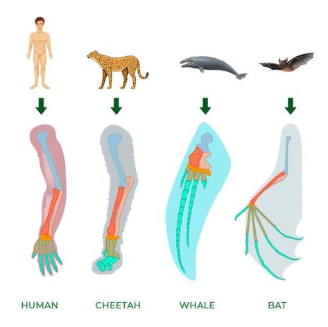 Homologous Structures - Properties, Importance, Examples and FAQs Homologous Structures, Structures In Nature, Process Of Evolution, Convergent Evolution, Pelvic Bone, Flightless Bird, Structure And Function, Natural Selection, Interview Questions