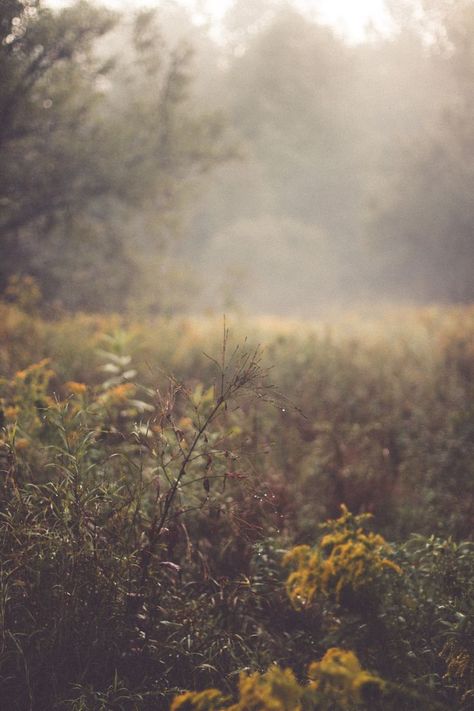 Fall Deck, Soft Background, Pretty Backgrounds, Field Of Dreams, Garden Photography, Blue Soft, Autumn Garden, Wild And Free, Flower Backgrounds