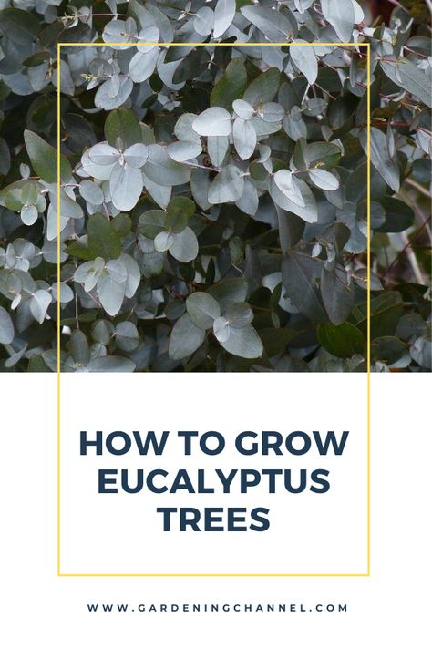 Eucalyptus trees with text overlay How to Grow Eucalyptus trees. Grow Eculyptus, Small Eucalyptus Tree, How To Care For Eucalyptus Plant, Growing Eucalyptus Outside, Eucalyptus Landscaping, Eucalyptus Garden Ideas, Eucalyptus Plant Outdoor, Planting Eucalyptus Outside, How To Grow Eucalyptus Plants