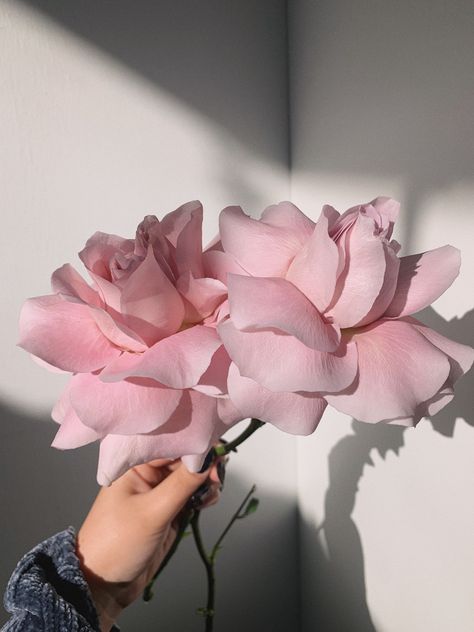 Light Pink Roses Aesthetic, Light Pink Flowers Aesthetic, Reflex Roses, Reflexed Roses, Wallpaper Blush, Pink Flowers Photography, Boquette Flowers, Light Pink Flowers, Rosé Aesthetic