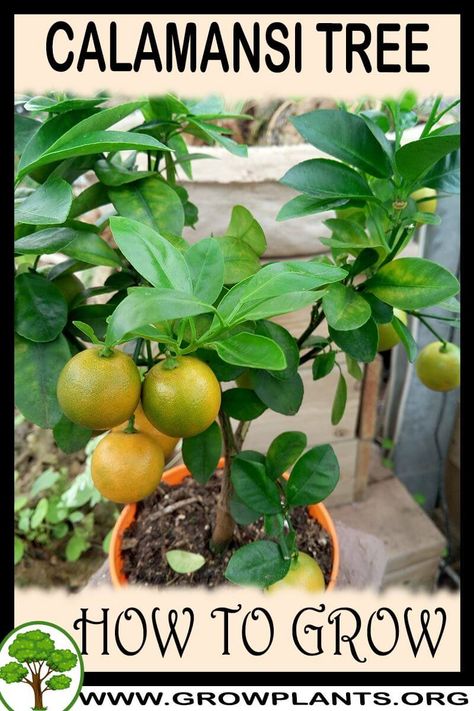 Kalamansi Tree, Calamansi Tree, Potted Herbs, Planting Fruit Trees, Growing Vegetables In Pots, Citrus Garden, Succulent Planter Diy, Cooking Herbs, Planter Diy