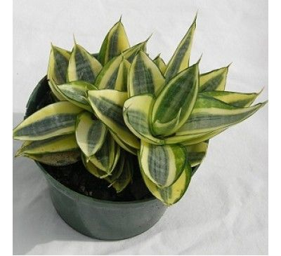 Mother In Law Tongue, Sansevieria Trifasciata, Plant Journal, Succulents Cactus, Best Indoor Plants, Air Purifying Plants, Agaves, Cactus Y Suculentas, Nature Plants