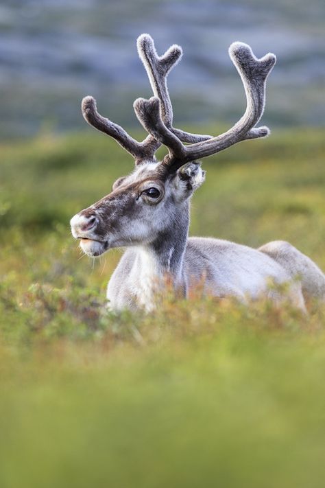 Reindeer4 by markotapio on DeviantArt Female Reindeer, Water Deer, Spirit Of The Forest, Moose Deer, Elephant Love, Woodland Creatures, Animals Of The World, 귀여운 동물, Wildlife Photography