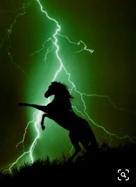 Regnul Animal, Horse Posters, Lightning Storm, Horse Wall Art, Horse Wall, Pretty Horses, Horse Photography, Horse Pictures, Horse Love