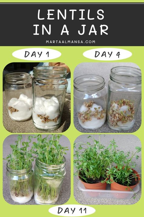 Grow Lentils, Easy Experiments, Plant Experiments, Growing Beans, Planting For Kids, Plant Activities, Bean Plant, Kid Experiments, Plant Life Cycle