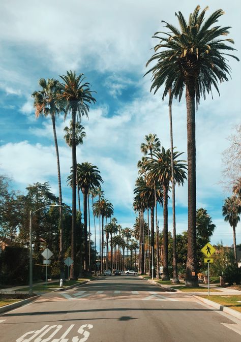 Palm Tree California, Cali Palm Trees, Cali Vacation, Los Angeles Palm Trees, Los Angeles Wallpaper, Palm Tree Background, Background Mobile, California Plants, California Palm Trees