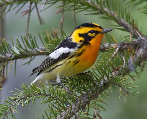 So Pretty! Chickadee Bird, Birds In The Sky, Animal Print Wallpaper, Most Beautiful Birds, Bird Pictures, Bird Drawings, Colorful Birds, Small Birds, Animal Fashion