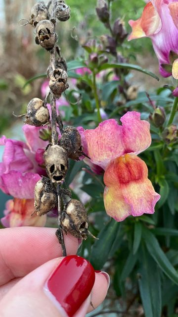 Snapdragon Skull, Snapdragon Tattoo, Snap Dragons, Skull Tattoo Flowers, Snapdragon Flowers, Goth Garden, Stick N Poke Tattoo, Japanese Garden Design, Flower Sleeve