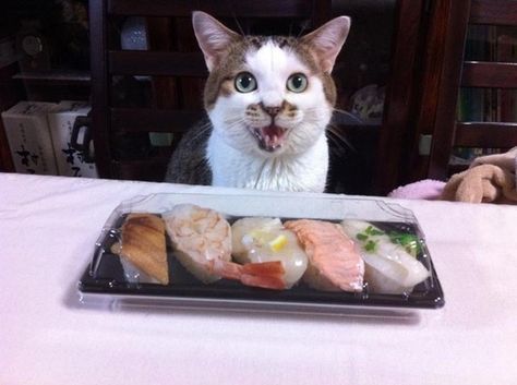 “THANK YOU-SHI FOR THIS SUSHI.” | This Cat Understands Your Relationship With Ordering Delivery Space Ghost, Sushi Cat, Funny Cat Memes, Silly Cats, Crazy Cat Lady, Crazy Cats, Cat Pics, Cat Love, Cat Memes