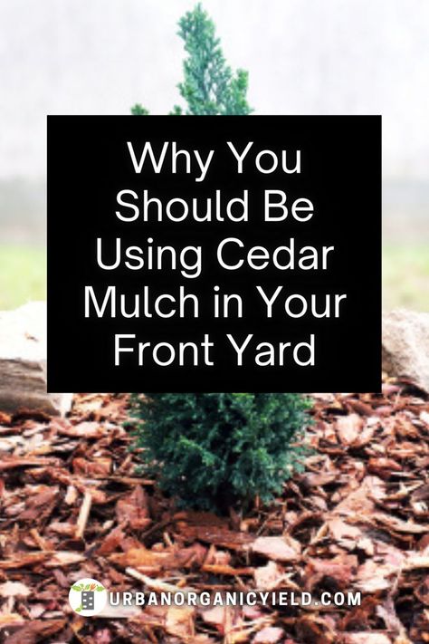 Mulch Yard, Garden Bark, Yard Vegetable Garden, Cedar Mulch, Garden Mulch, Types Of Mulch, Front Flower Beds, Mulch Landscaping, Front Lawn