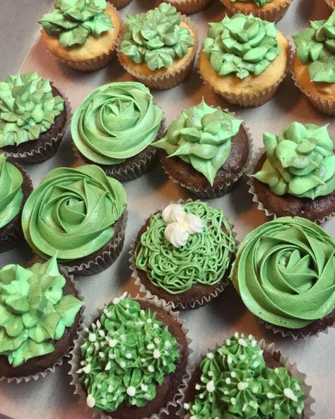 #cupcakes #cactuscupcakes  #succulentcupcakes #baking #green #plants Green Frosted Cupcakes, Green Cupcakes Decoration, Earthy Cupcakes, Plant Cupcakes, Leaf Cupcakes, Green Velvet Cupcakes, Anniversary Reception, Winter Cupcakes, Cactus Cupcakes